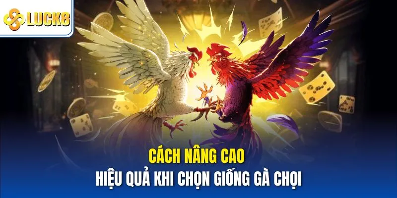 Cách nâng cao hiệu quả khi chọn giống gà chọi