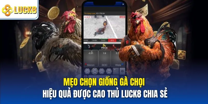 Mẹo chọn giống gà chọi