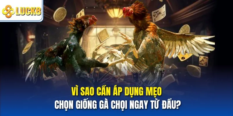 Vì sao cần áp dụng Mẹo chọn giống gà chọi ngay từ đầu?